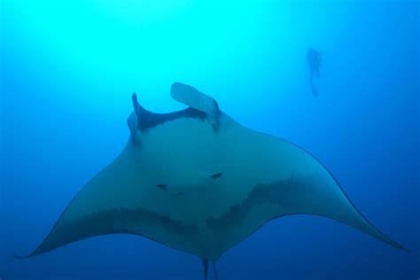 The ecological role of Hawaii's manta rays in the marine ecosystem